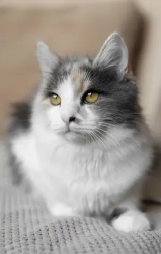 Gatinho 