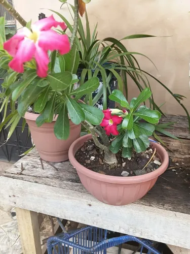 Rosa do deserto vermelha entrega gratis em toda pvh