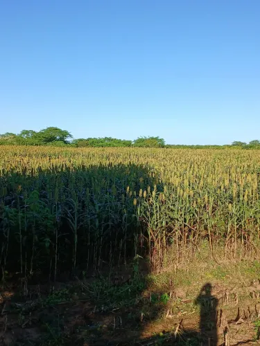 Silagem de sorgo BRS ponta negra. Ensacada ou agranel para revenda.