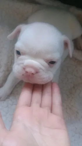 Filhotes Buldogue Francês
