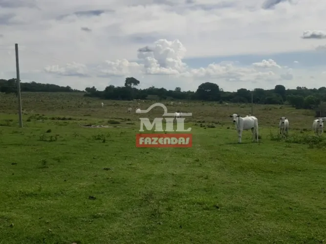 Fazenda de 100 alqueires (484 hectares) em Auriverde - GO