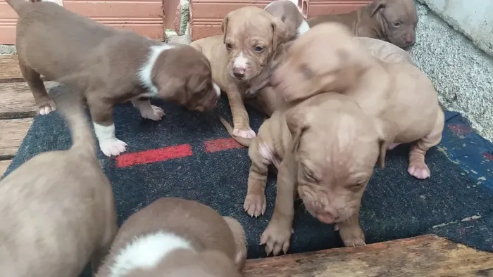 Filhotes de Pitbull