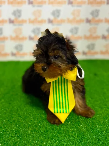 Yorkshire Terrier Macho