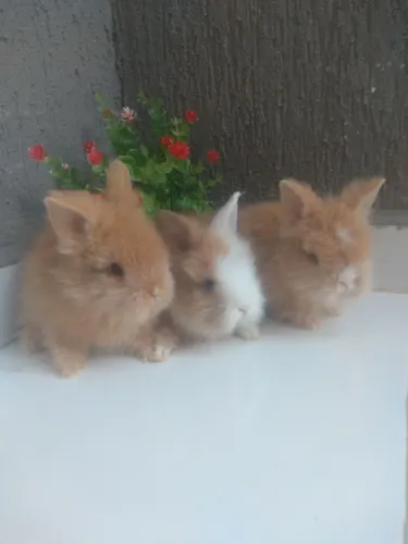 COELHOS DA RAÇA MINI LION $100