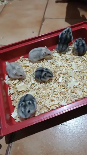 Hamster e gaiolas
