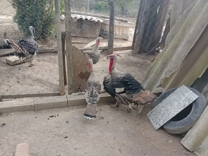 Vendo casal de peru ou Peru macho