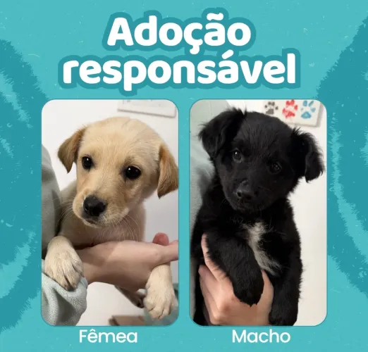 Doação de Filhotes - URGENTE