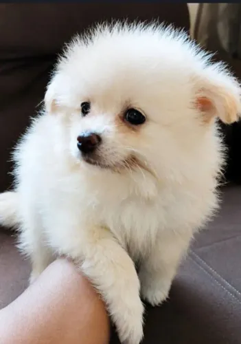 Filhotes de spitz alemão lulu da pomerana