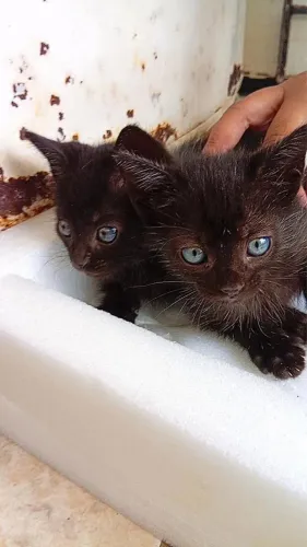 Gatos lindos e que querer alguém pra cuidar