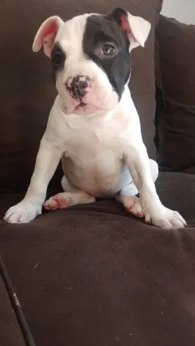 American Bully fêmea poket