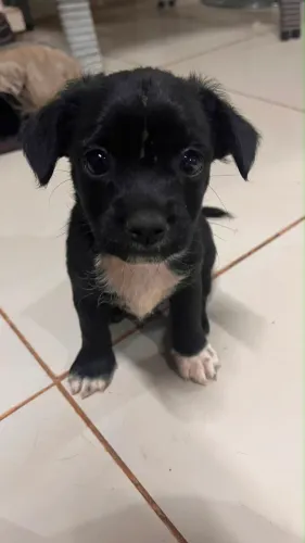 Doação de cachorros vira-lata dois machos 