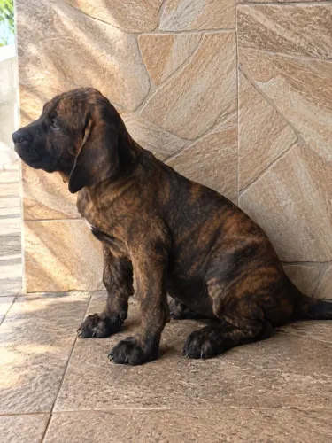 Filhote fêmea de fila brasileiro