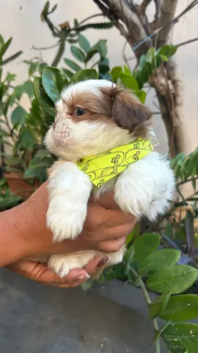 Filhotes de Shih Tzu olhos claros com Procedência 