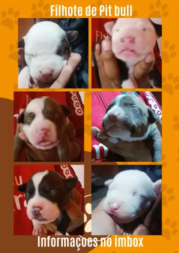 Filhotes de Pitbull