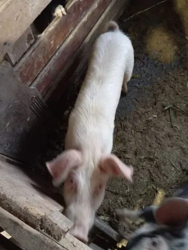 Porco branco 