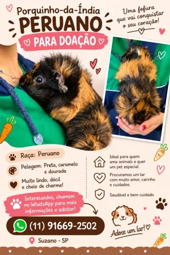 Porquinho da índia peruano fêmea