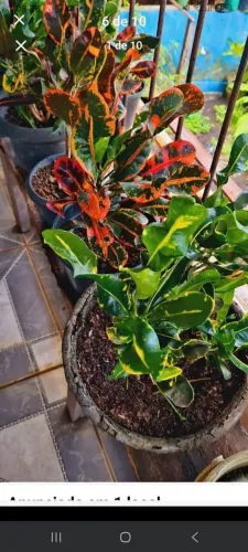 Vasos&Plants