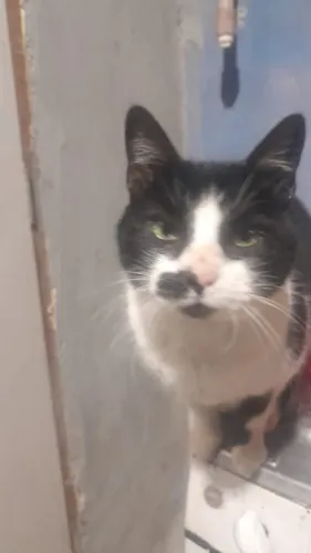 Gatos para Adoção 