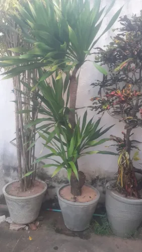 Venham escolher sua planta para da de presente a seu pai preço bem barato