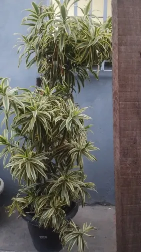 Planta grande 