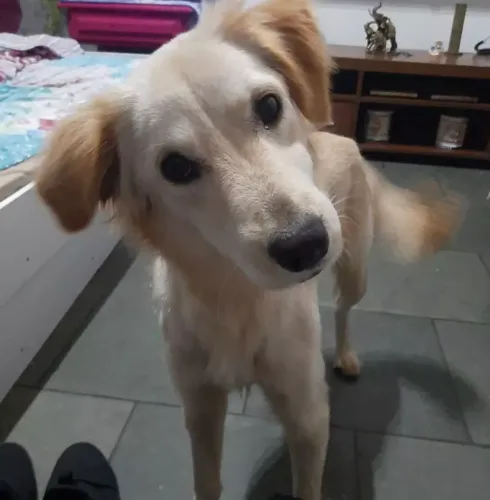 Cachorrinha docil para adoçao
