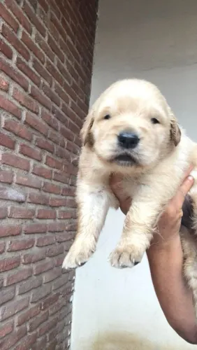 Filhote golden retriever, Seu novo parceiro de vida está aqui!