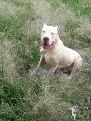 Dogo Argentino puro com pedigree disponível pra cobertura 