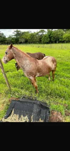Égua Appaloosa 11 anos para reprodução 