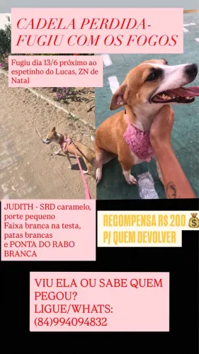 PROCURA-SE CADELA PERDIDA - RECOMPENSA R$200 - CONJUNTO NITERÓI ESTRADA DA REDINHA