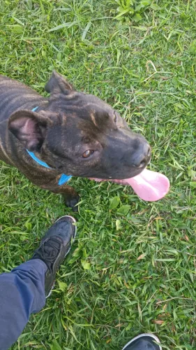 Pitbull doação