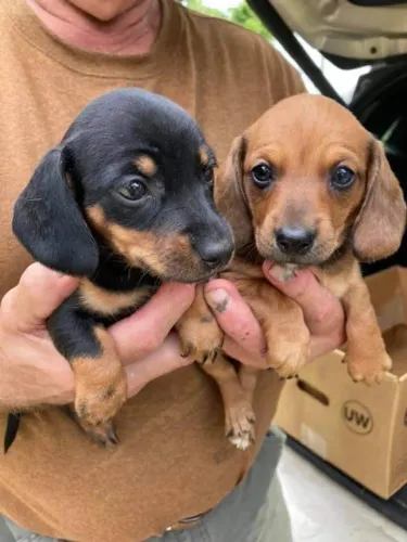 Filhote de Daschund
