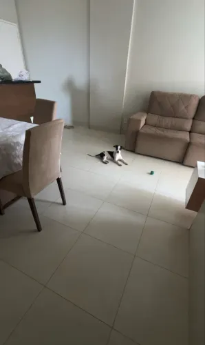 Doação de cachorro fêmea