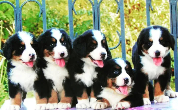 Bernese Mountain Dog,Bernese Mountain Dog Filhote Top Padrão da Raça