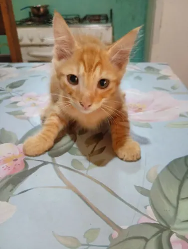 Gatinhos