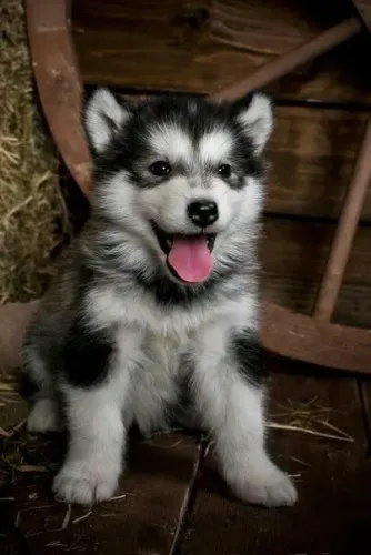 Husky Siberiano - Um Parceiro Para Sorrir