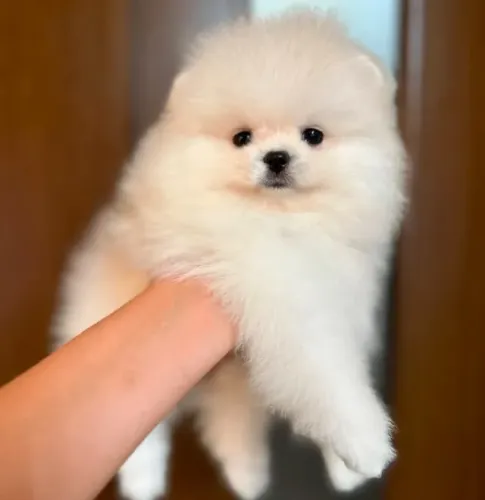 Cachorro Spitz Alemao filhote lindo alta procura aproveite