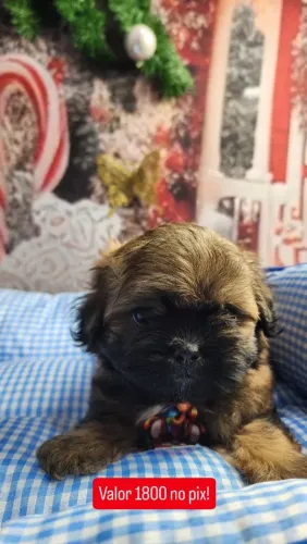 Shih Tzu 