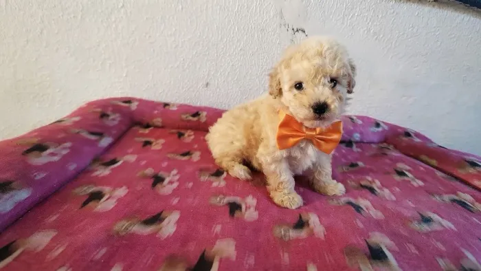 Filhote de poodle Toy Macho