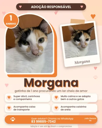 Gatinha para adoção