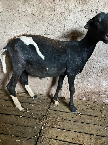 Carneiro castrado - 1 ano e 2 meses