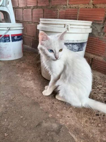 Gata para adoção