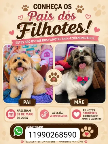 Vende-se filhotes de Shitzu 