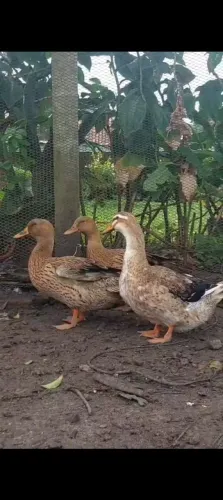 Três MARRECAS!!!