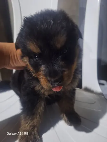 Filhotes de rottweiler macho