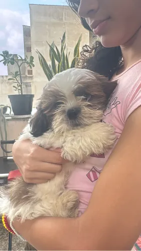 Vende se Shitzu Macho