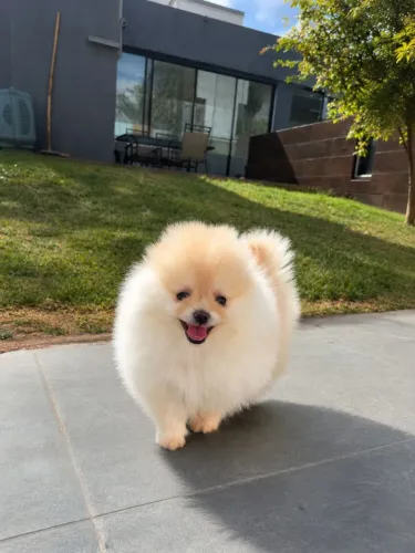 Spitz alemão fêmea pedigree cbkc em 10x sem juros