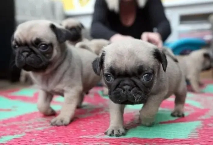 Pug Filhotes Com Garantia e Procedência.