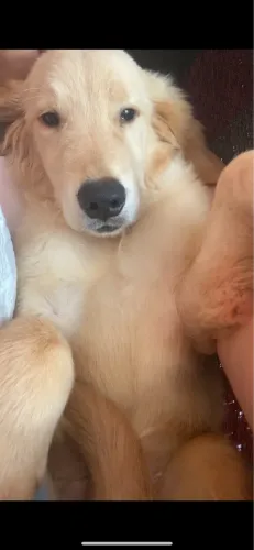 Golden 4 meses macho