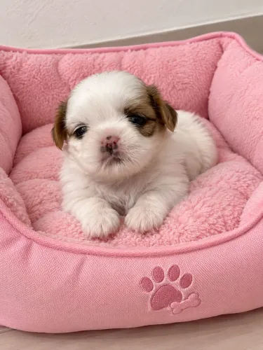 Fêmea shih tzu mini