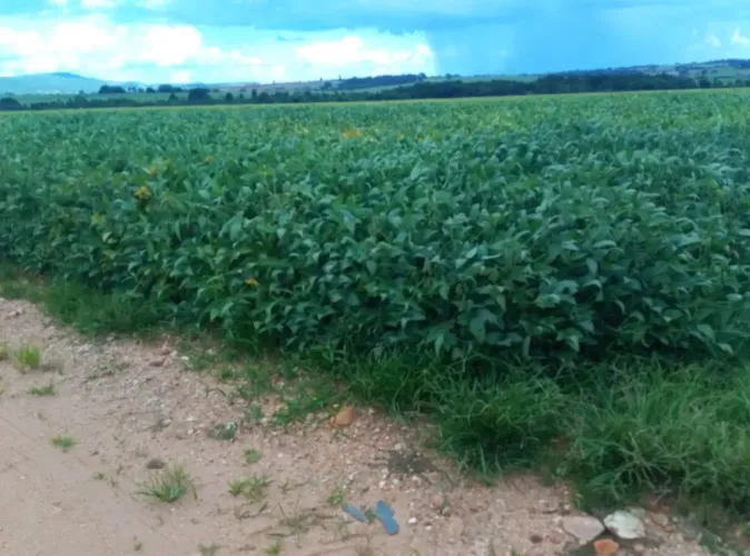 Fazenda com 37 alqueires em Zona Rural - Itapuranga - GO